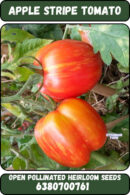 Apple stripe tomato