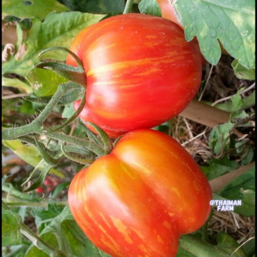 Apple stripe tomato