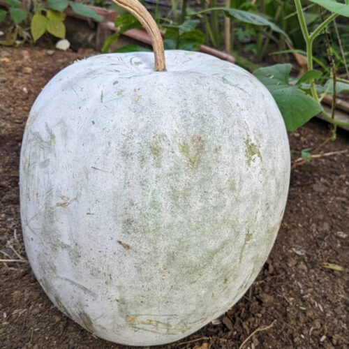 Ash gourd (சாம்பல் பூசணிக்காய்)