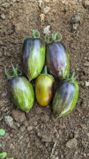 Atomic grape Tomato