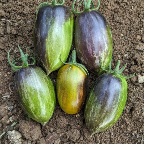 Atomic grape Tomato