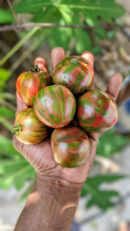 Black vernissage tomato