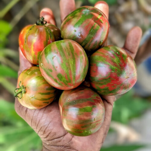 Black vernissage tomato