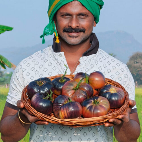 Black beauty Tomato