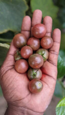 Black cherry