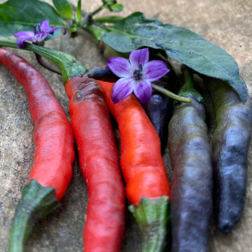 Black cobra chilli