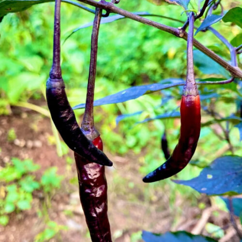 Black long chilli