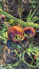 Black shade Tomato