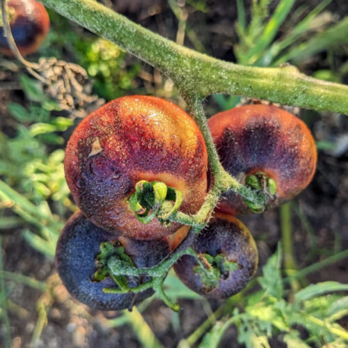 Black shade Tomato