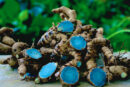 Black turmeric கருமஞ்சள்