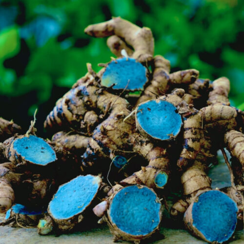 Black turmeric கருமஞ்சள்