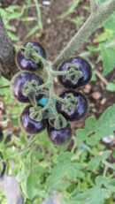 Blueberry tomato (கருஞ்சிவப்பு தக்காளி)