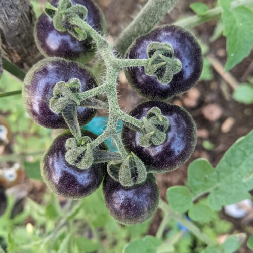 Blueberry tomato (கருஞ்சிவப்பு தக்காளி)