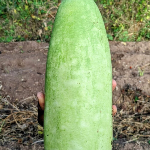 Bottle gourd 1feet