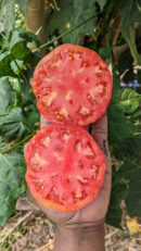 Brandywine tomato
