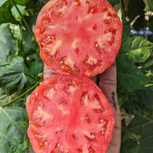 Brandywine tomato