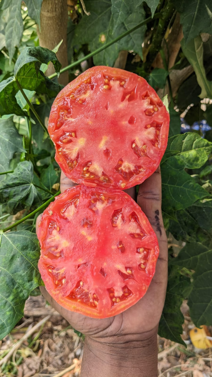 Brandywine tomato