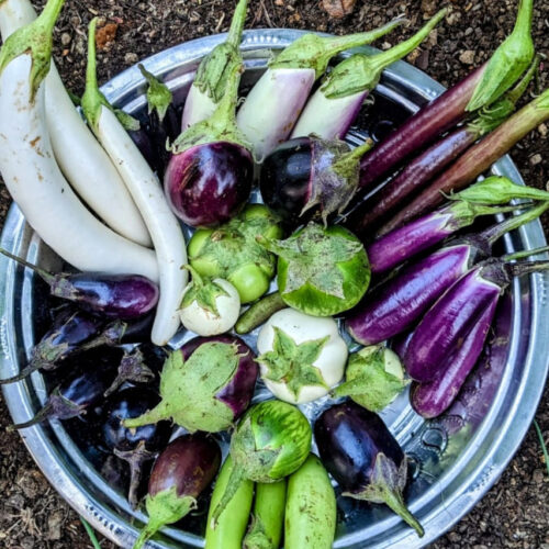 Brinjal combo