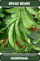 Broad beans