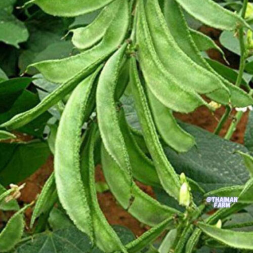 Broad beans