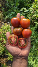 Brown apple Tomato