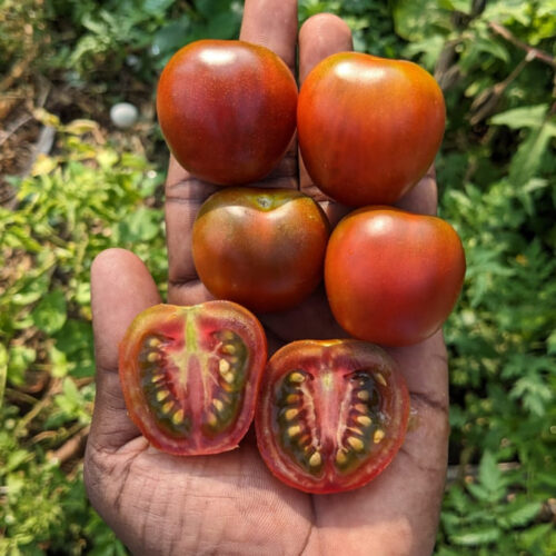 Brown apple Tomato