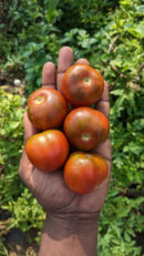 Brown berry Tomato