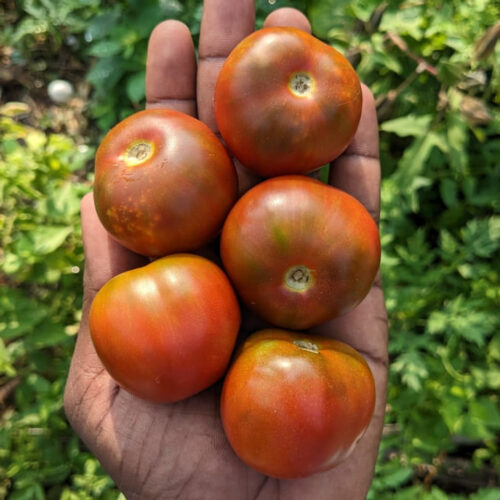 Brown berry Tomato