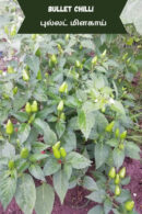 Bullet chilli (புல்லட் மிளகாய்)