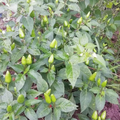 Bullet chilli (புல்லட் மிளகாய்)
