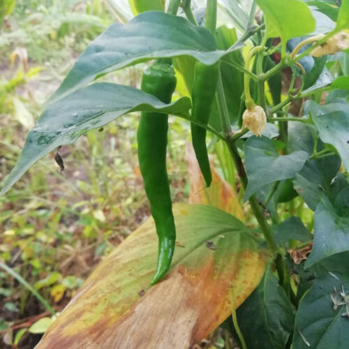 Bydagi chilli (பேடகி மிளகாய்)