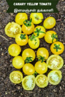 Canary yellow Tomato