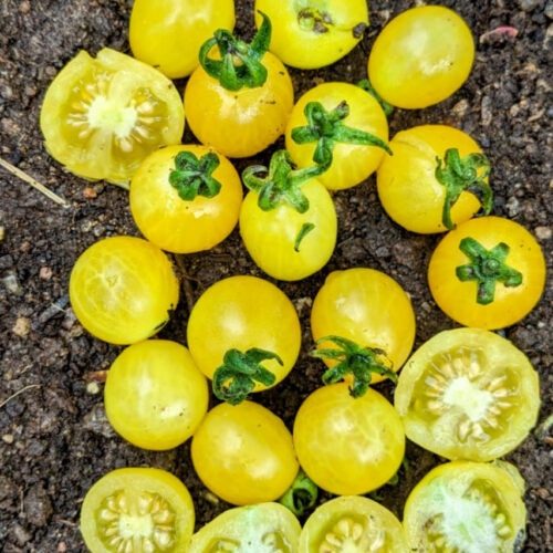 Canary yellow Tomato