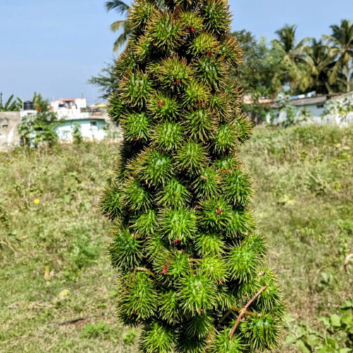 Castor (பேராமணக்கு)