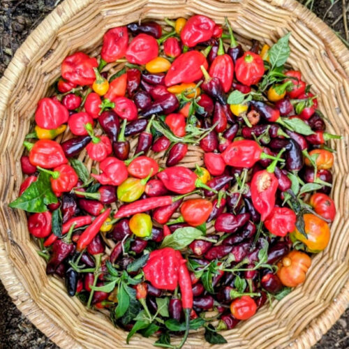 Chilli combo