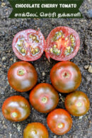 Chocolate cherry Tomato