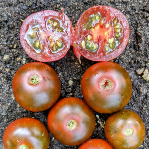 Chocolate cherry Tomato