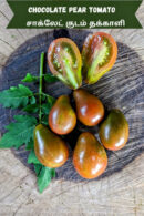 Chocolate pear Tomato