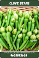 Clove beans