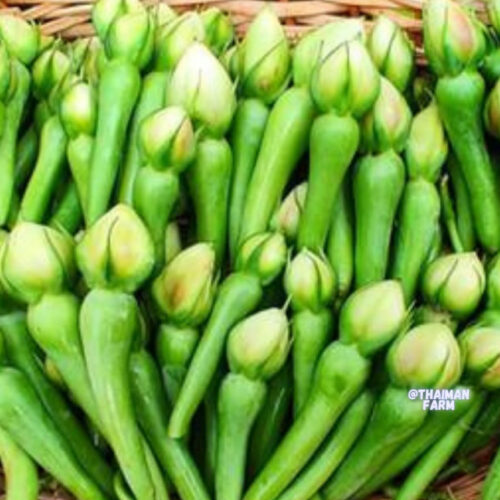 Clove beans