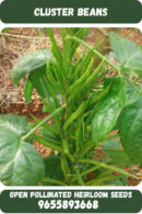 Cluster beans