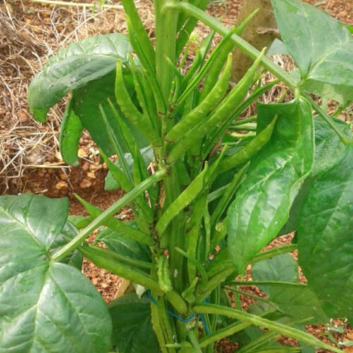 Cluster beans
