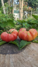Costoluto Florentine Tomato