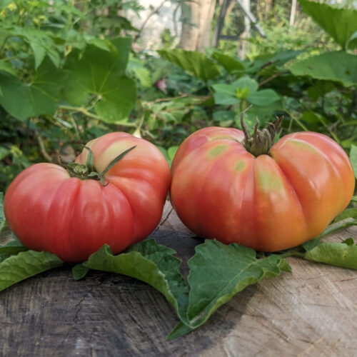 Costoluto Florentine Tomato