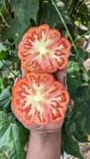 Costoluto genovese tomato