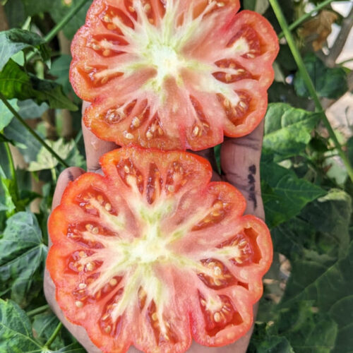 Costoluto genovese tomato