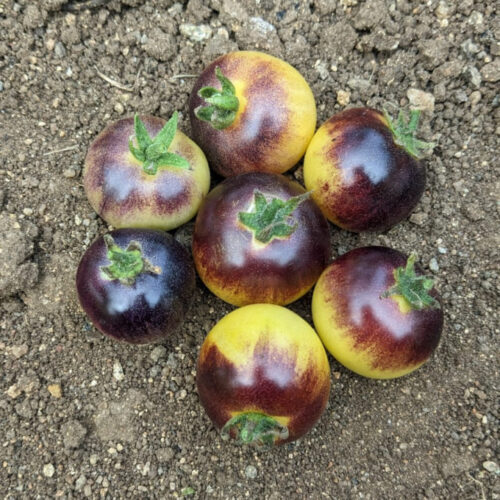 Cream yellow tomato