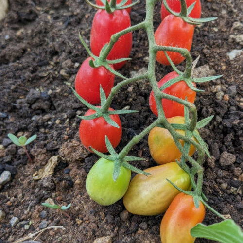Cruise long cherry Tomato