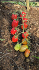 Cruise long cherry Tomato