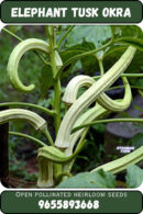Elephant tusk okra
